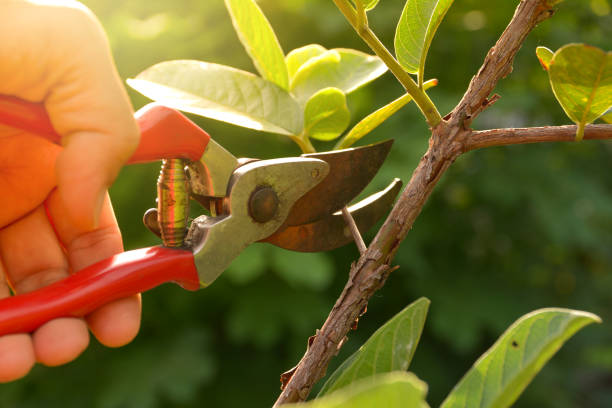 Best Hazardous Tree Removal  in USA